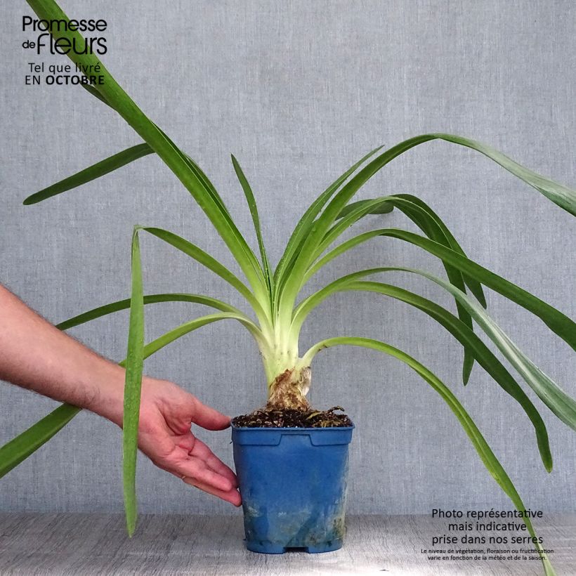 Esemplare di Agapanthus Queen Mum Vaso da 2L/3L come consegnato in autunno