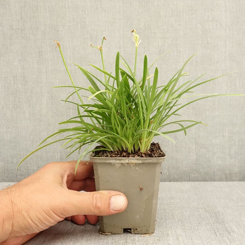 Esemplare di Agapanthus Silver Baby Vasetto da 8/9 cm consegnato in estate