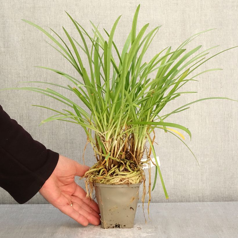 Agapanthus Silver Baby Vasetto da 8/9 cm esemplare consegnato in primavera