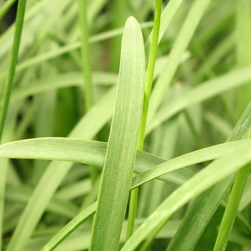 Agapanthus Silver Baby (Fogliame)