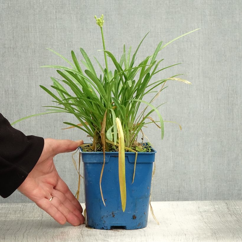 Esemplare di Agapanthus Silver Baby Vaso da 2L/3L come consegnato in autunno