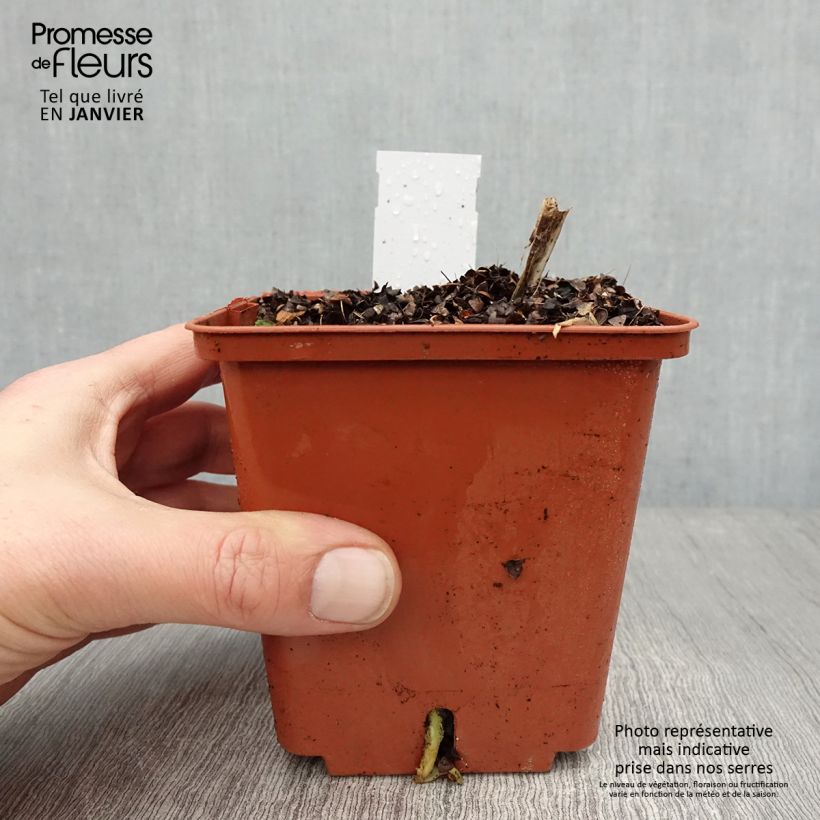 Agapanthus Stars and Stripes Vaso da 1L/1,5L esemplare consegnato in inverno