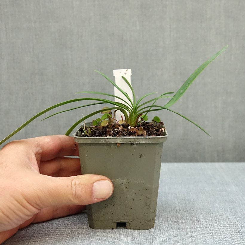 Esemplare di Agapanthus Strawberry Ice Vasetto da 8/9 cm come consegnato in autunno