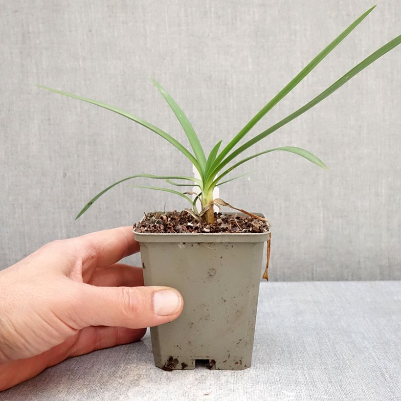 Agapanthus Strawberry Ice Vasetto da 8/9 cm esemplare consegnato in primavera