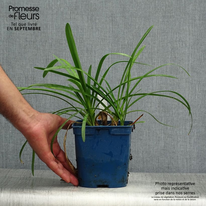 Esemplare di Agapanthus Strawberry Ice Vaso da 2L/3L come consegnato in autunno