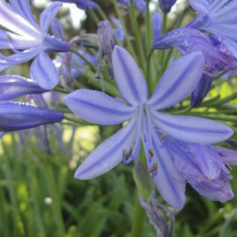 Agapanthus Sunfield (Fioritura)