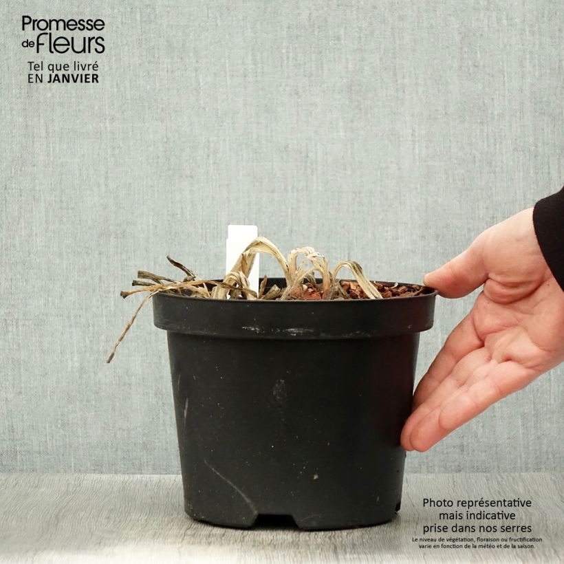 Agapanthus Sunfield Vaso da 2L/3L esemplare consegnato in inverno