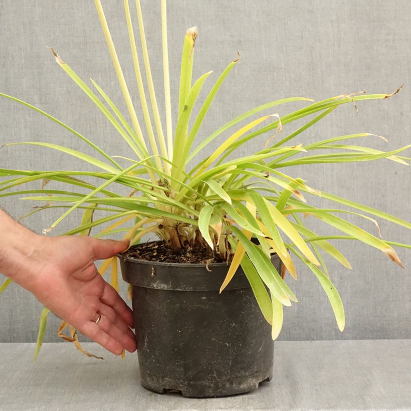 Esemplare di Agapanthus Sunfield Vaso da 4L/5L come consegnato in autunno