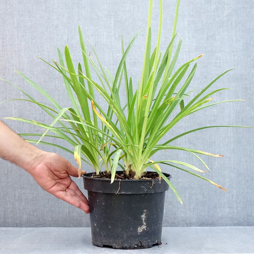 Esemplare di Agapanthus Sunfield Vaso da 4L/5L consegnato in estate