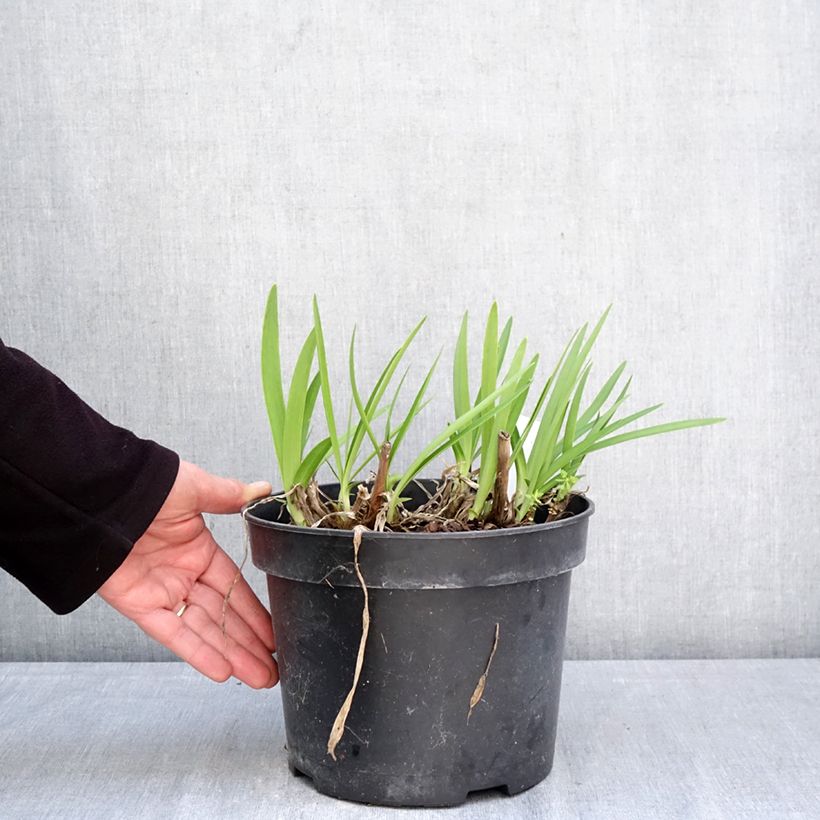 Agapanthus Sunfield Vaso da 4L/5L esemplare consegnato in primavera