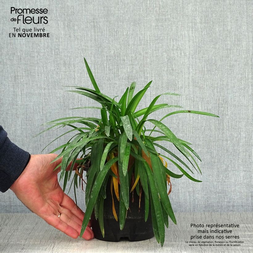 Esemplare di Agapanthus Thumbelina Vaso da 2L/3L come consegnato in autunno