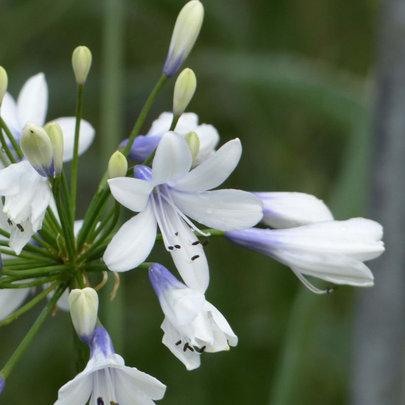 Agapanthus Twister (Fioritura)