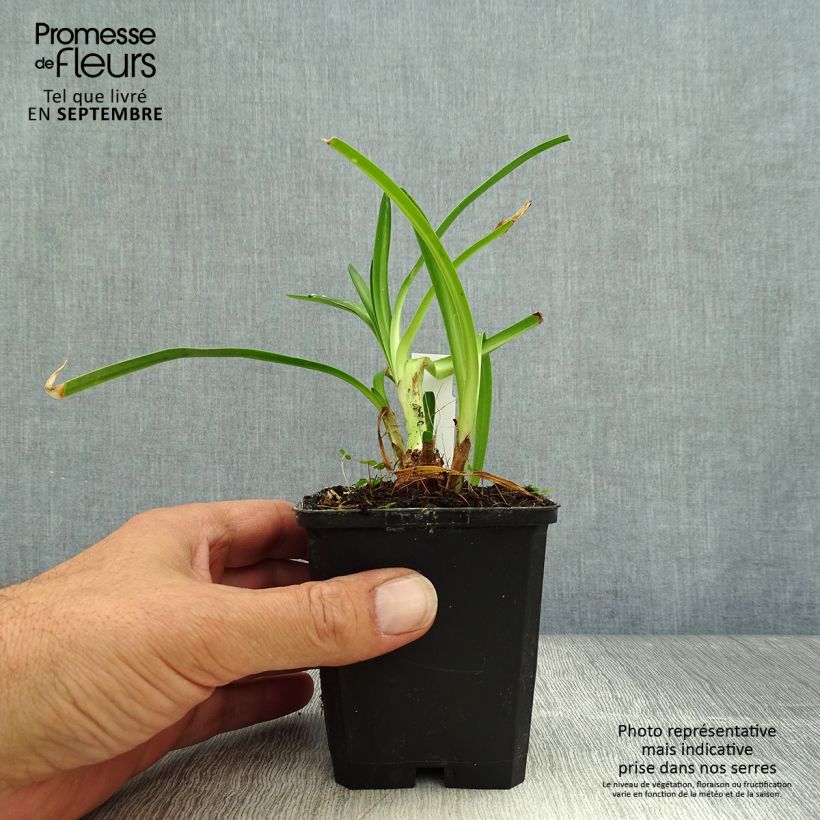 Esemplare di Agapanthus Twister Vasetto da 8/9 cm come consegnato in autunno