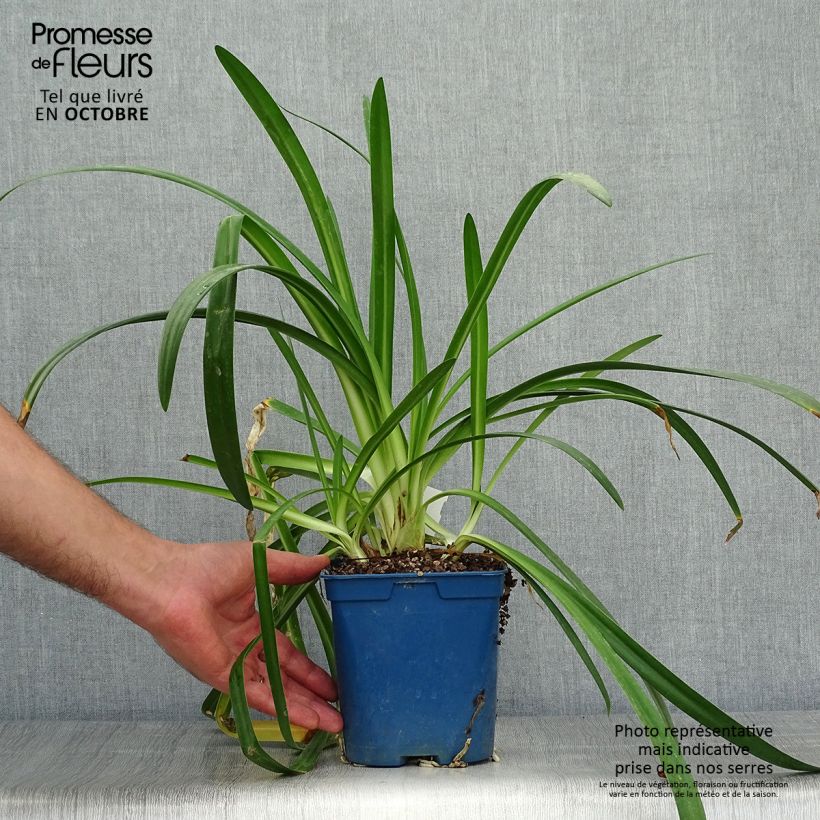 Esemplare di Agapanthus Twister Vaso da 1,5L/2L come consegnato in autunno