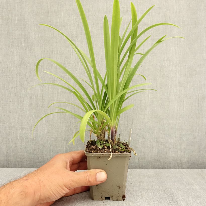 Esemplare di Agapanthus Vallée de la Loire Vasetto da 8/9 cm consegnato in estate