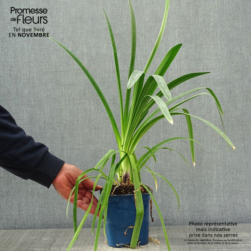 Esemplare di Agapanthus Vallée de la Loire Vaso da 2L/3L come consegnato in autunno