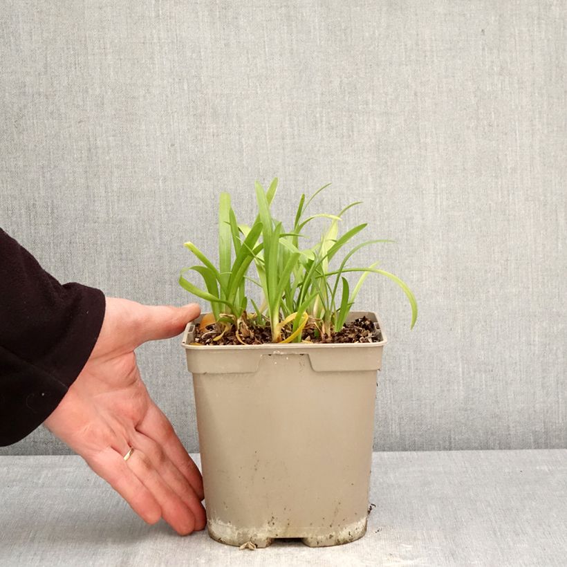 Agapanthus Vallée de la Loire Vaso da 2L/3L esemplare consegnato in primavera