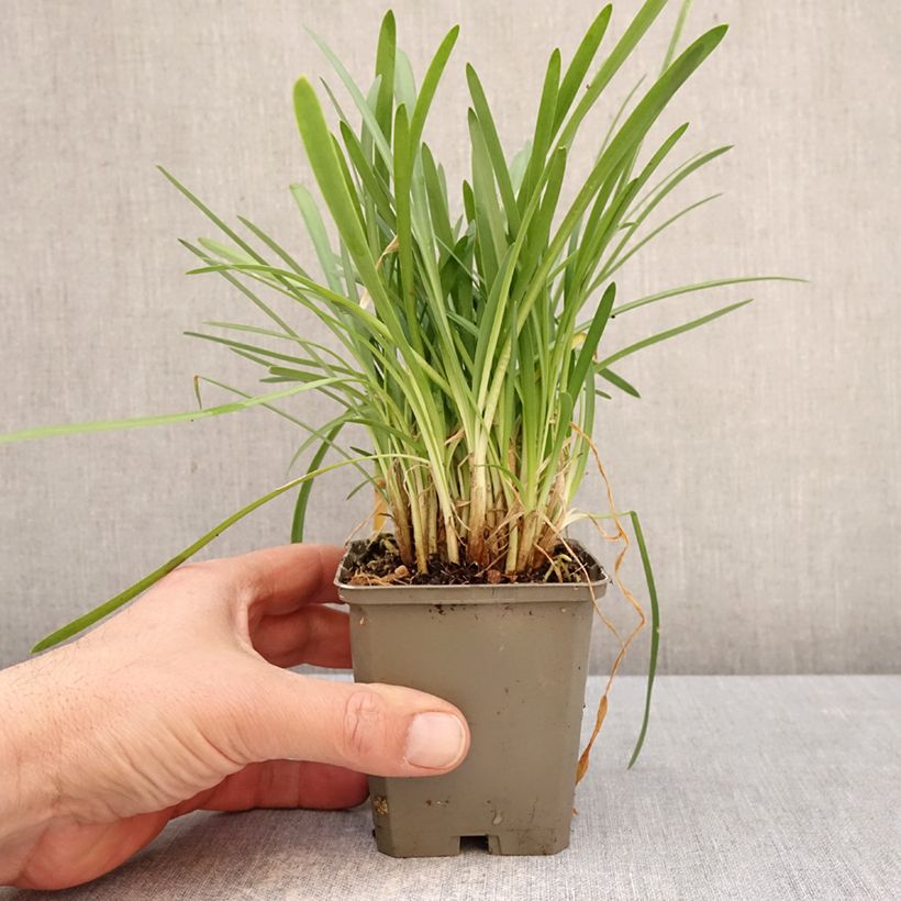 Agapanthus White Baby Vasetto da 8/9 cm esemplare consegnato in primavera
