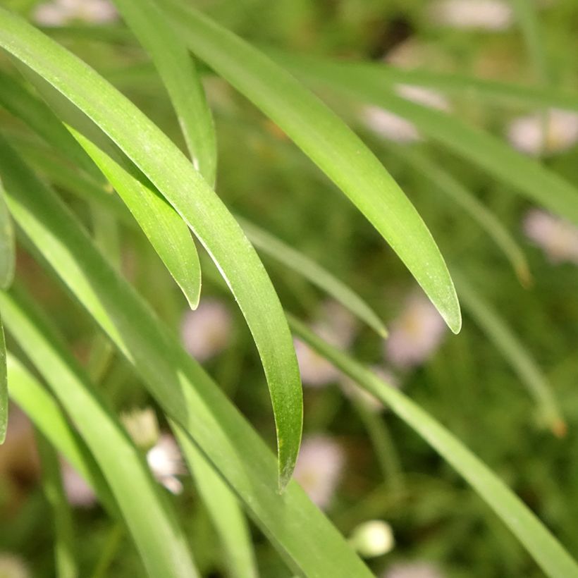 Agapanthus White Baby (Fogliame)