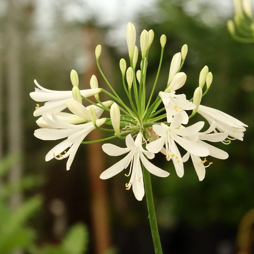 Agapanthus White Baby (Fioritura)