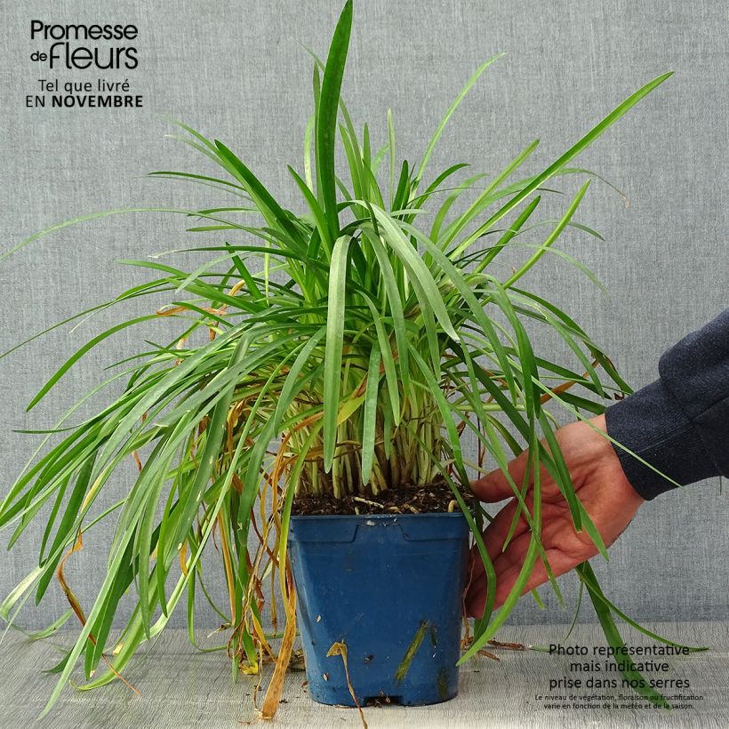 Esemplare di Agapanthus White Baby Vaso da 2L/3L come consegnato in autunno