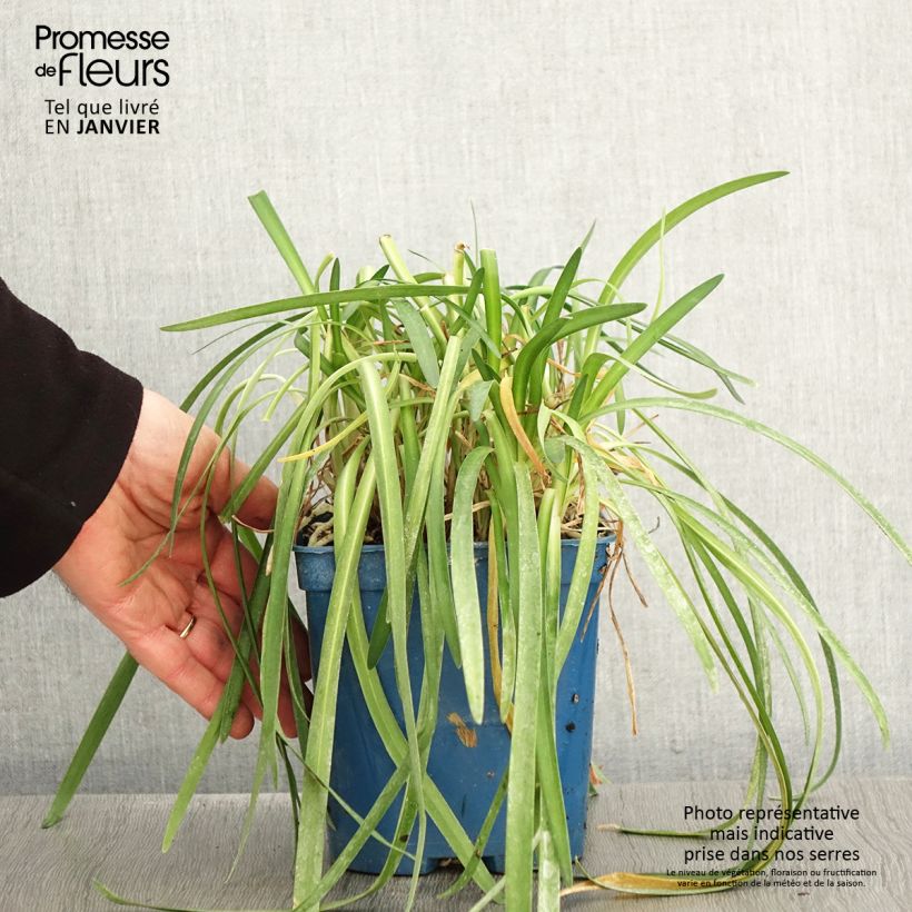 Agapanthus White Baby Vaso da 2L/3L esemplare consegnato in inverno