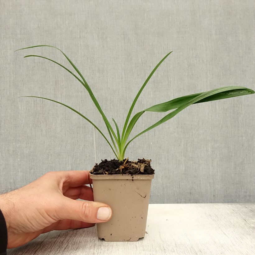 Esemplare di Agapanthus White Heaven Vasetto da 8/9 cm come consegnato in autunno