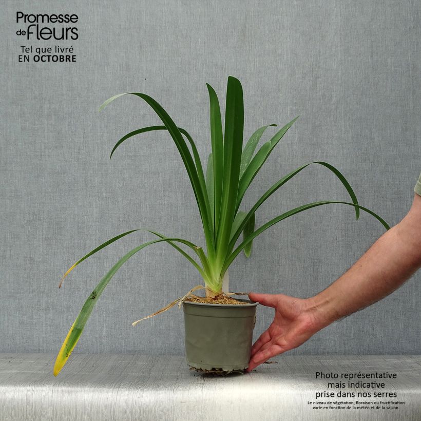 Esemplare di Agapanthus White Heaven Vaso da 2L/3L come consegnato in autunno