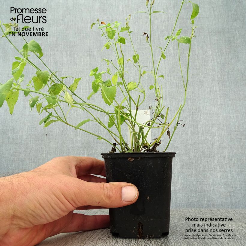 Esemplare di Agastache aurantiaca Apricot Sprite Vasetto da 8/9 cm come consegnato in autunno