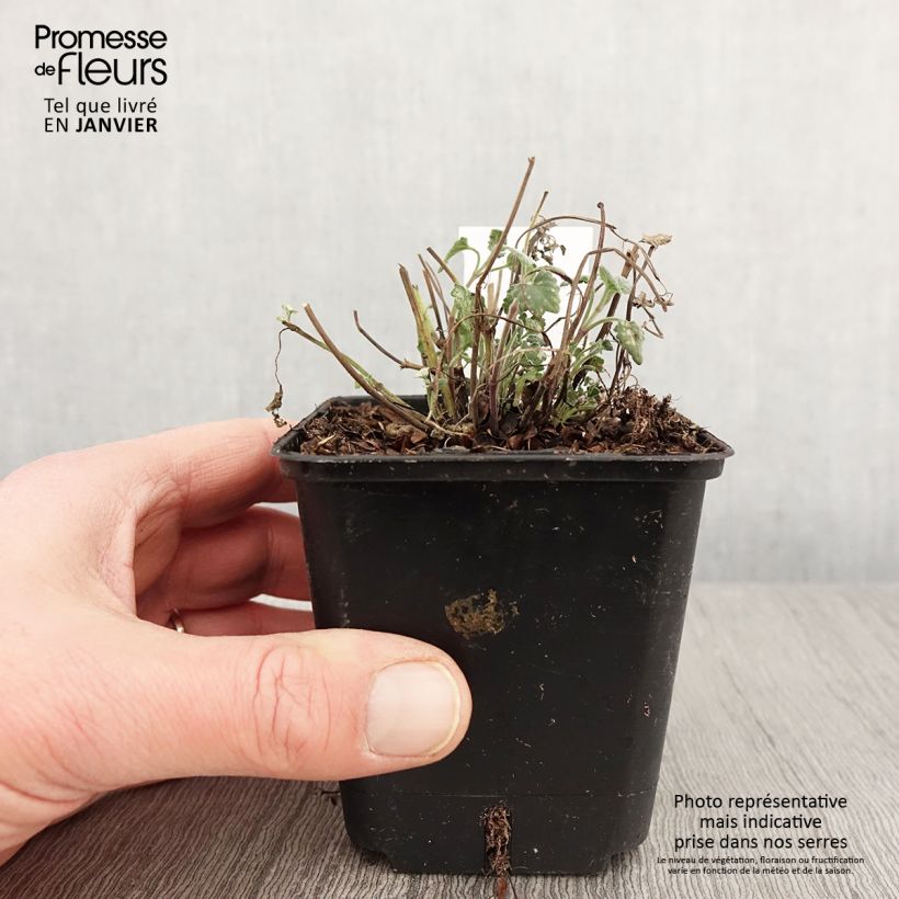 Agastache aurantiaca Apricot Sprite Vasetto da 8/9 cm esemplare consegnato in inverno