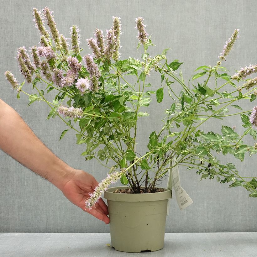 Esemplare di Agastache Beelicious Pink Pot de 3L/4L consegnato in estate