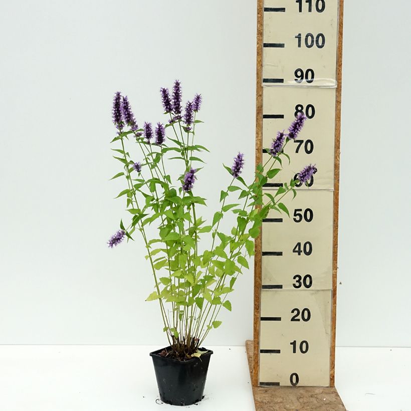Esemplare di Agastache Black Adder Vaso da 2L/3L consegnato in estate