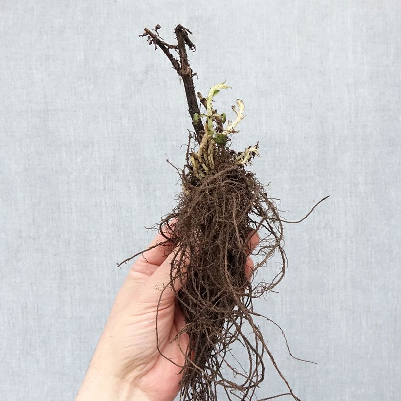 Agastache Blue Fortune Piante piccole a radice nuda esemplare consegnato in inverno