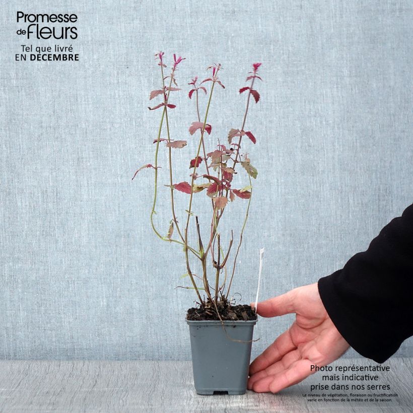 Esemplare di Agastache cana Vasetto da 8/9 cm come consegnato in autunno
