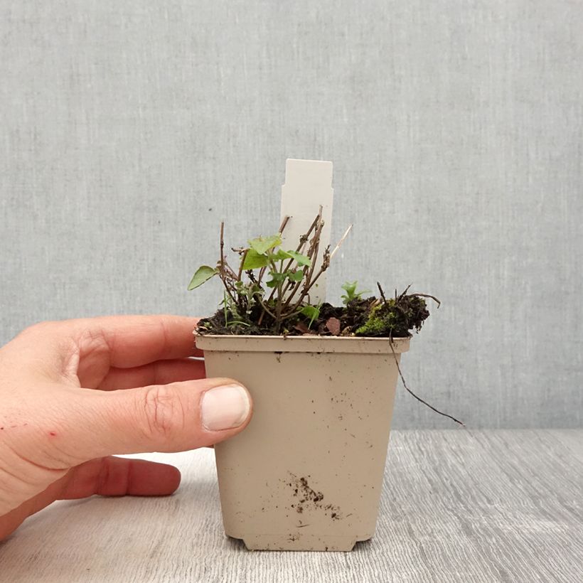 Agastache Crazy Fortune Vasetto da 8/9 cm esemplare consegnato in primavera