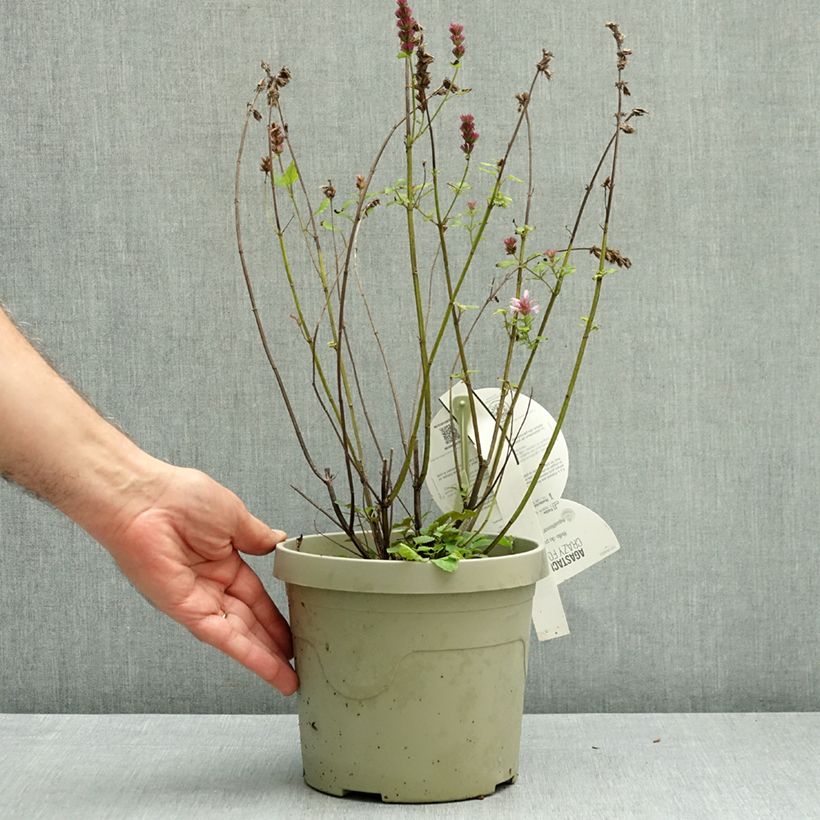 Esemplare di Agastache Crazy Fortune Vaso da 3L/4L come consegnato in autunno