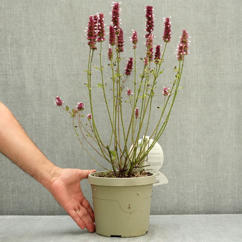 Esemplare di Agastache Crazy Fortune Vaso da 3L/4L consegnato in estate