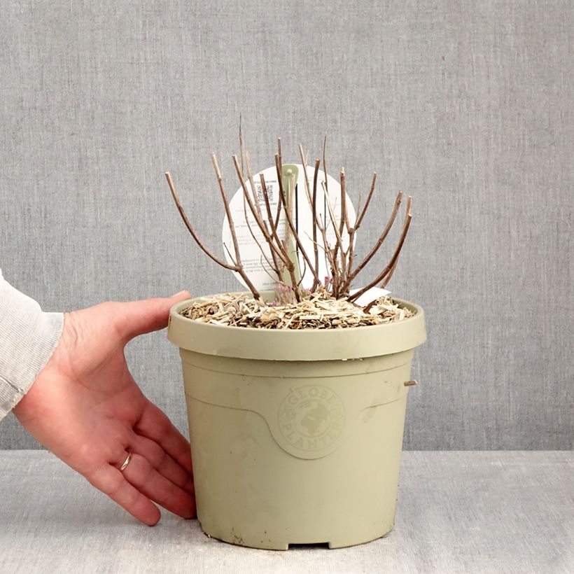 Agastache Crazy Fortune Vaso da 3L/4L esemplare consegnato in inverno