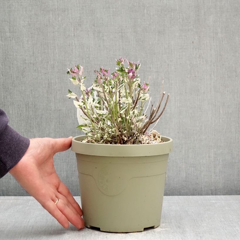 Agastache Crazy Fortune Vaso da 3L/4L esemplare consegnato in primavera