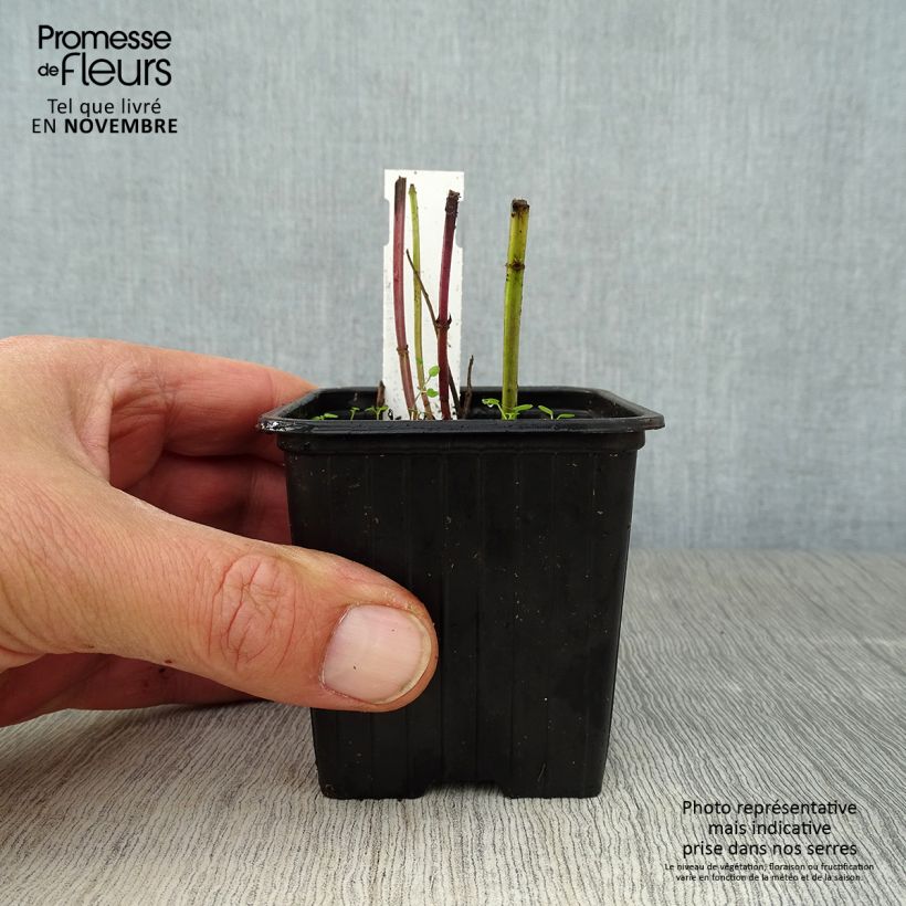 Esemplare di Agastache foeniculum - Anice menta Vasetto da 8/9 cm come consegnato in autunno
