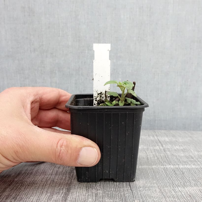 Agastache foeniculum - Anice menta Vasetto da 8/9 cm esemplare consegnato in primavera