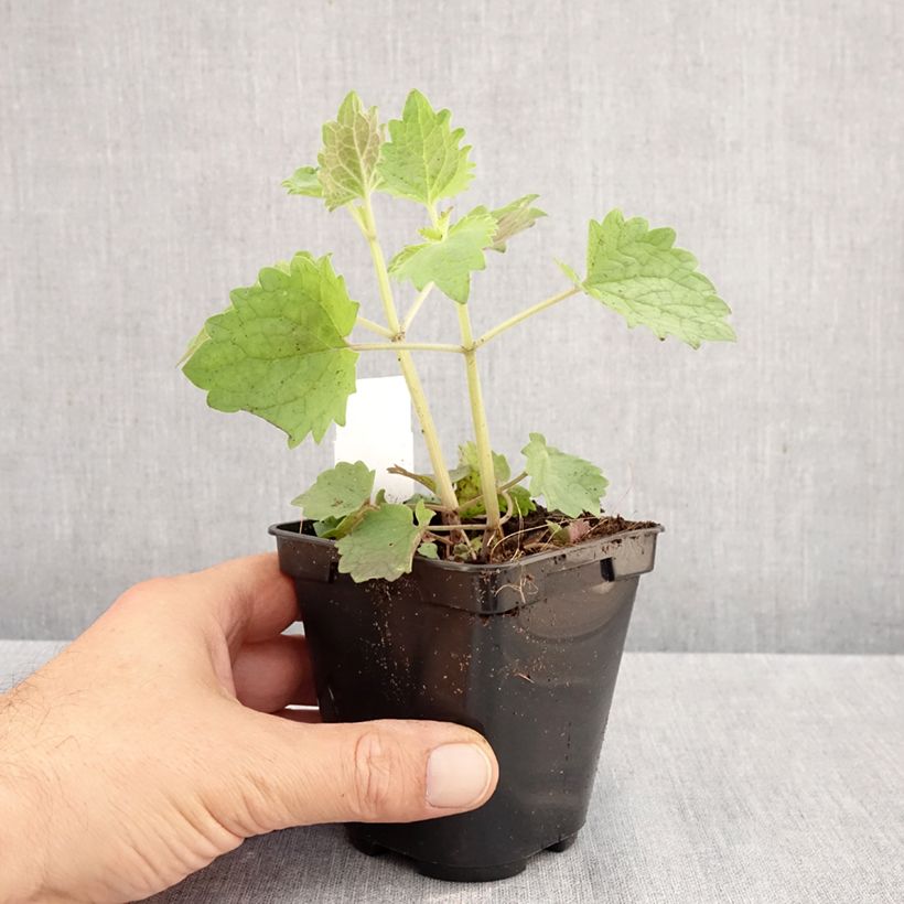 Esemplare di Agastache Globetrotter Vasetto da 8/9 cm come consegnato in autunno