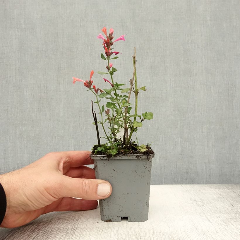 Esemplare di Agastache Kudos Ambrosia Vasetto da 8/9 cm come consegnato in autunno