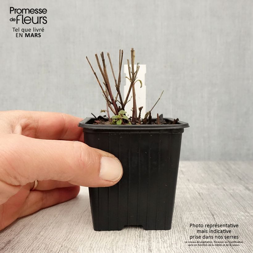 Agastache Kudo's Coral Vasetto da 8/9 cm esemplare consegnato in primavera