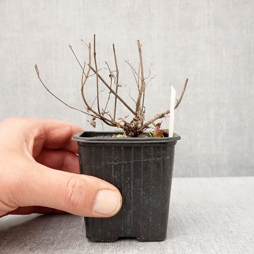 Agastache Kudos Mandarin Vasetto da 8/9 cm esemplare consegnato in primavera