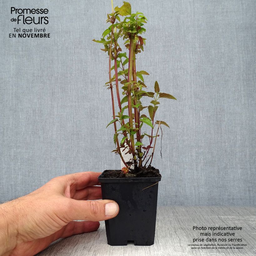 Esemplare di Agastache mexicana Red Fortune - Issopo gigante messicano Vasetto da 8/9 cm come consegnato in autunno