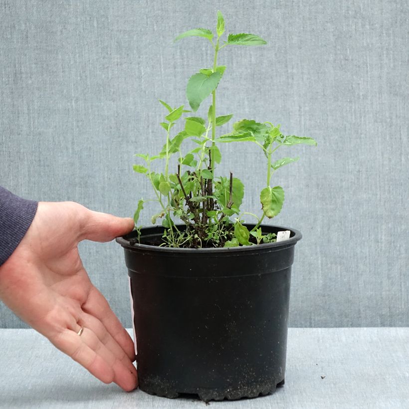 Agastache mexicana Red Fortune - Issopo gigante messicano Vaso da 2L/3L esemplare consegnato in primavera