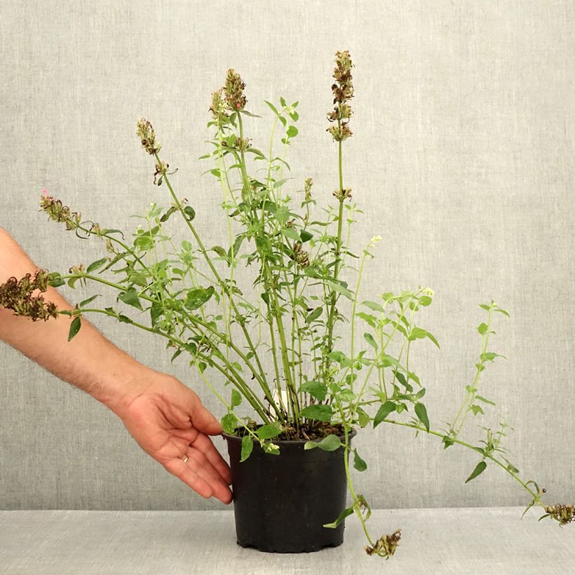 Esemplare di Agastache mexicana Red Fortune - Issopo gigante messicano Vaso da 2L/3L consegnato in estate