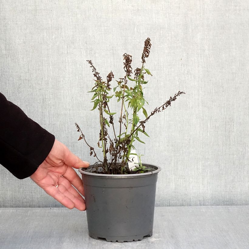 Agastache mexicana Red Fortune - Issopo gigante messicano Vaso da 2L/3L esemplare consegnato in inverno