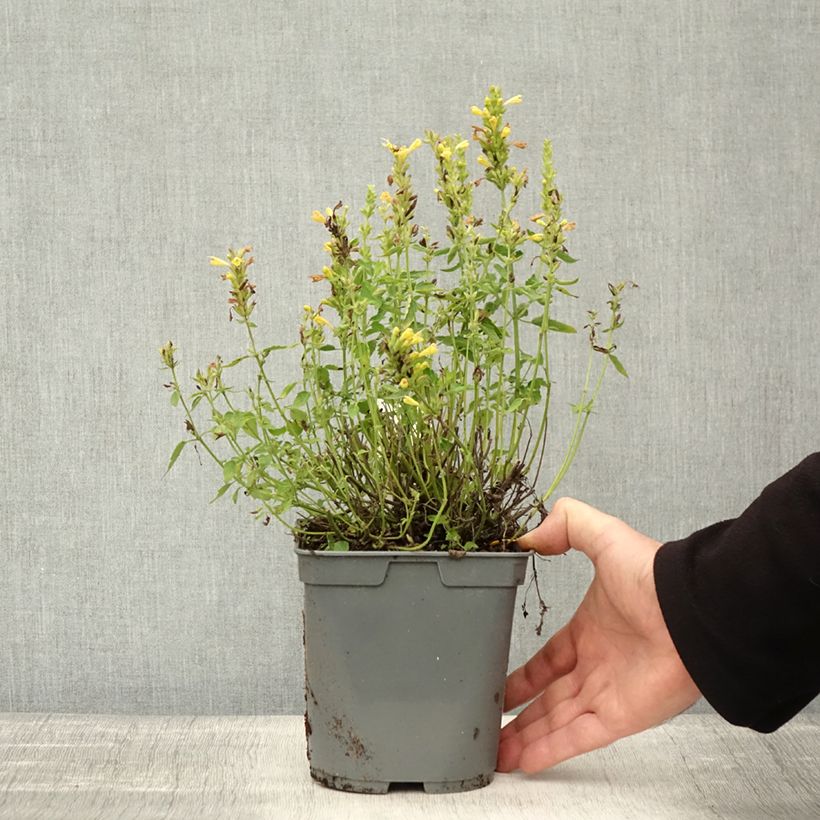 Esemplare di Agastache Poquito Butter Yellow Vaso da 2L/3L come consegnato in autunno